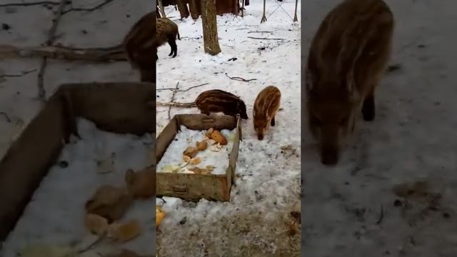 Кабанята и кабаны. смотреть онлайн