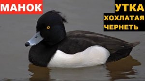 ?ЗВУК (ГОЛОС) УТКА ХОХЛАТАЯ ЧЕРНЕТЬ