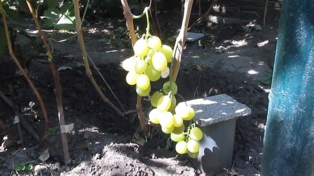 Виноград «Смарагд»: описание сорта. Сезон 2018 смотреть онлайн