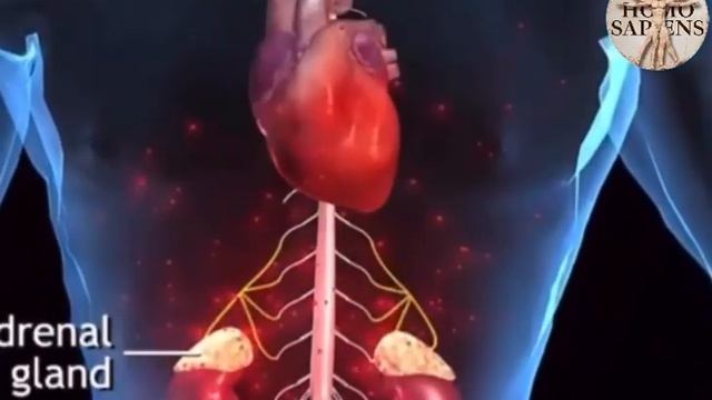 «У страха глаза велики» смотреть онлайн