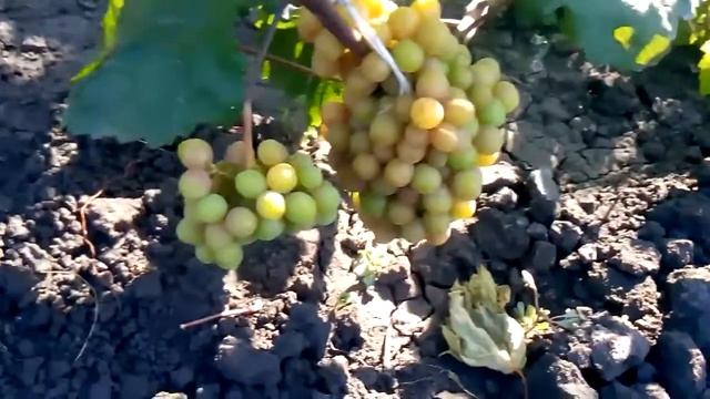 Сорт виноград а ГУрман смотреть онлайн