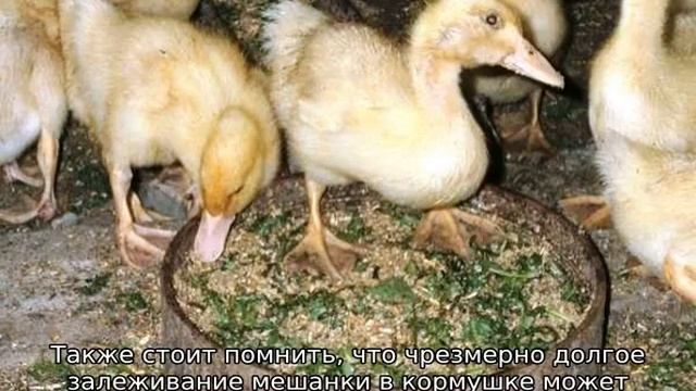 Чем кормить утят в домашних условиях