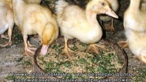 Чем кормить утят в домашних условиях