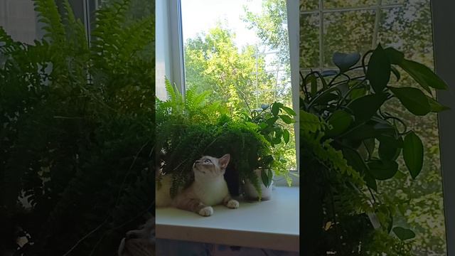 котик смотреть онлайн