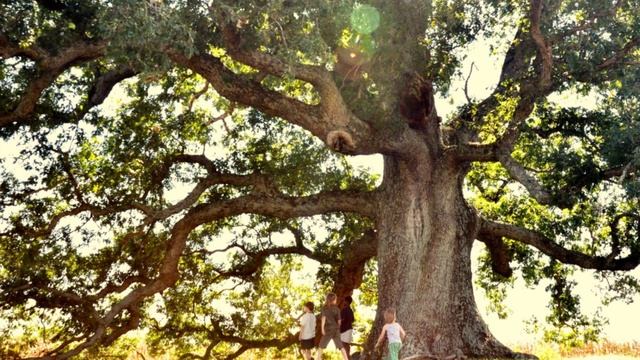 Сохранение индивидуальных качеств различных коллективных сознаний.