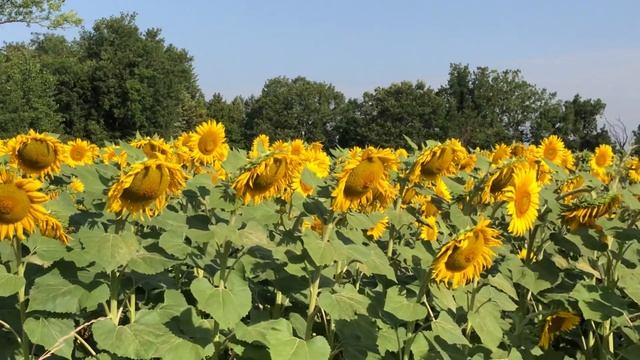 Тоскана в июле! Вы собираетесь ехать в Тоскану в июле?! смотреть онлайн
