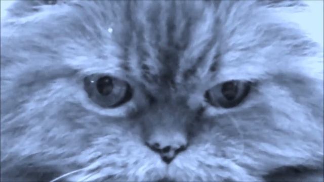 Лунность кошачьего взгляда на стихи МАРИИ смотреть онлайн