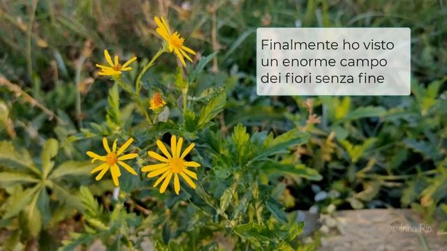 Про слово FINE в итальянском языке – Примеры фраз и выражений с переводом – 92 смотреть онлайн