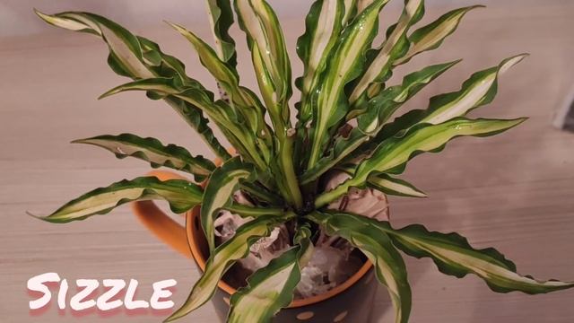 ПОПОЛНЕНИЕ КОЛЛЕКЦИИ ХОСТ 2023...#hosta#сорт#новинки# смотреть онлайн