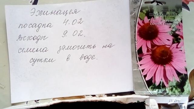 Эхинацея быстро всходит!! смотреть онлайн