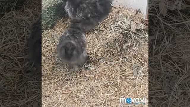 Куры китайские шёлковые цвет черный смотреть онлайн