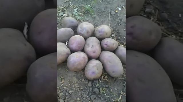 Картофель Черный принц смотреть онлайн