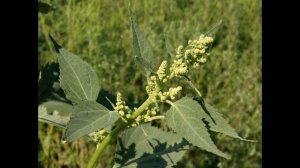 Циклахена дурнишниколистная (растения полезные и ядовитые для кроликов)