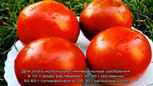 Стоит ли сажать гибридный томат «Красная стрела F1»: характеристики, которые могут повлиять на ваш.