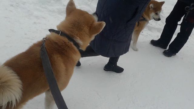 Две Акиты рядом смотреть онлайн