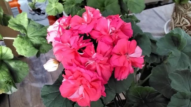 #377.Прогулка по теплице,обзор цветения пеларгонии! смотреть онлайн