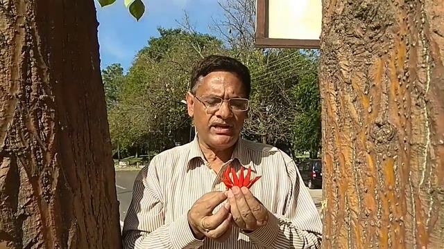 Erythrina variegata syn E indica ,Indian Coral Tree ,Sunshine Tree with spiny branchlets смотреть онлайн