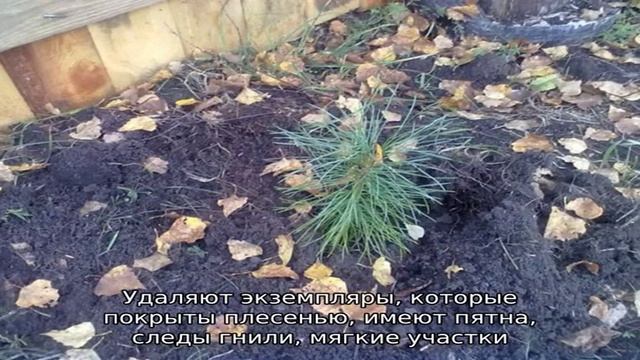 Как прорастить в домашних условиях кедровый орех смотреть онлайн