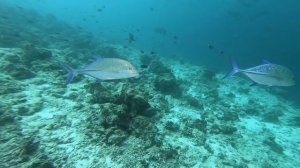 Hondaafushi | Diving | Maldives, Haa Dhaalu Atoll