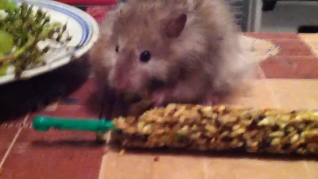 Попка и Хомяк смотреть онлайн