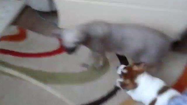 Собаки любят кошачью мяту смотреть онлайн