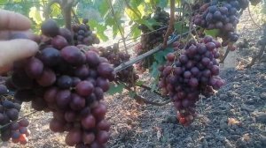 Виноград Энергодар(Калугин В.М.) виноградник Король В. Н. Краснодар 07.08.23 г.