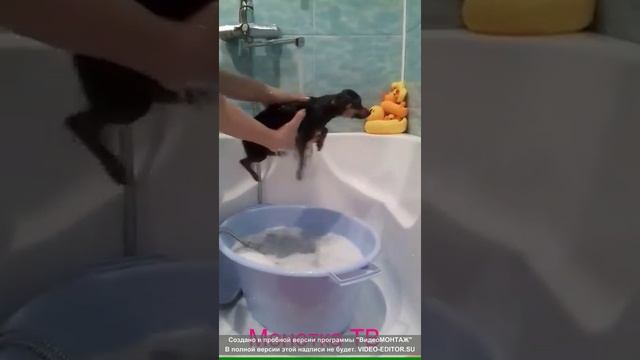 Моем собаку купаем той терьера монетка тв смотреть онлайн