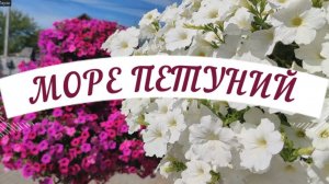 МОРЕ ПЕТУНИЙ В МОЕМ САДУ! ОБЗОР НА 16 ИЮЛЯ.