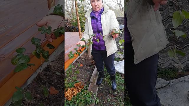 клематисы осенью. смотреть онлайн