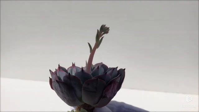 Echeveria Laulensis (Y)