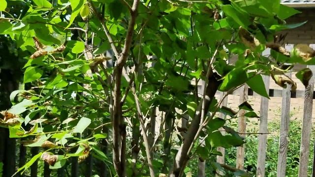 Родные приехали. Кто-то ест сирень. Лирическая прогулка с антрактом. смотреть онлайн