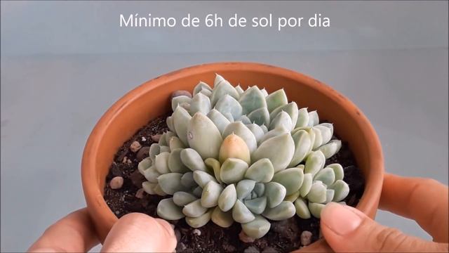 Echeveria albicans смотреть онлайн