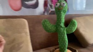 Поющий кактус