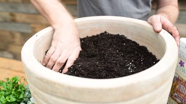 Starting Dahlias | GARDENWORKS Canada смотреть онлайн