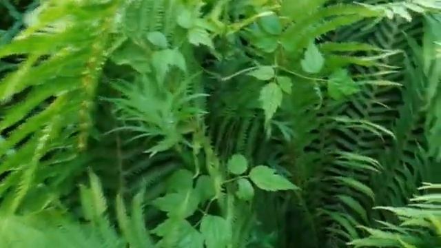 Летнее солнцестояние 21.06.2013 г. Чудо-цветок папоротника!!! Смотри :-) смотреть онлайн