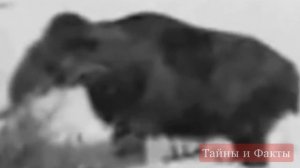 Мамонты миф или реальность? Тайны и факты гибели мамонтов в России. Видео реального мамонта.