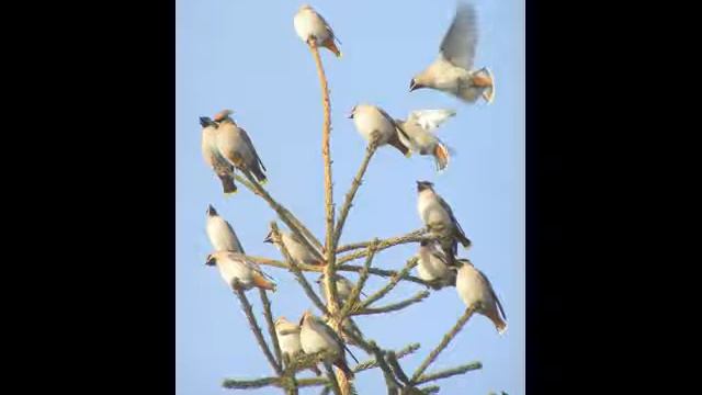 Воробьи говорят, что уже весна! смотреть онлайн