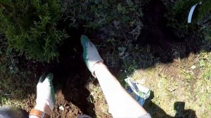 Посадка туй на участке вдоль забора | СМАРАГД