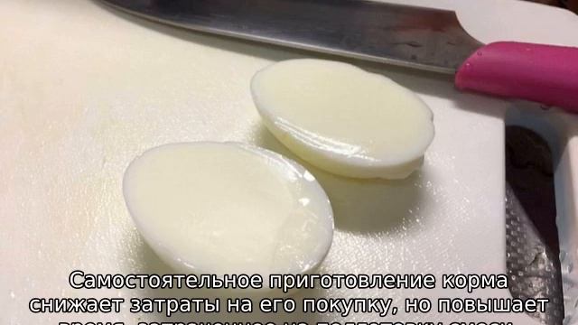 Почему куры несут мелкие яйца (причина и что делать) смотреть онлайн