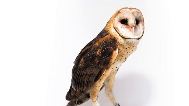 Обыкновенная сипуха - Tyto alba смотреть онлайн