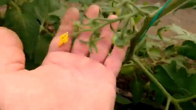 подкормка томата во время цветения и завязывания плодов. важные обработки. смотреть онлайн