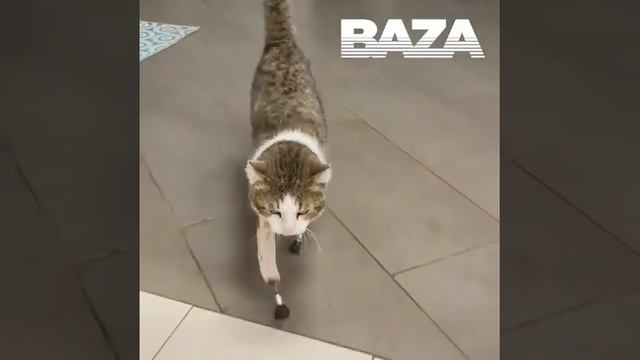 Коту сделали протезы смотреть онлайн
