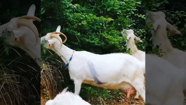Голландские Зааненские козы в России (большое количество) МиМиМиКо смотреть онлайн