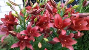 Азиатские Лилии в моем саду #лилии #лилиивмоемсаду #цветывиюле #цветы #азиатскиелилии