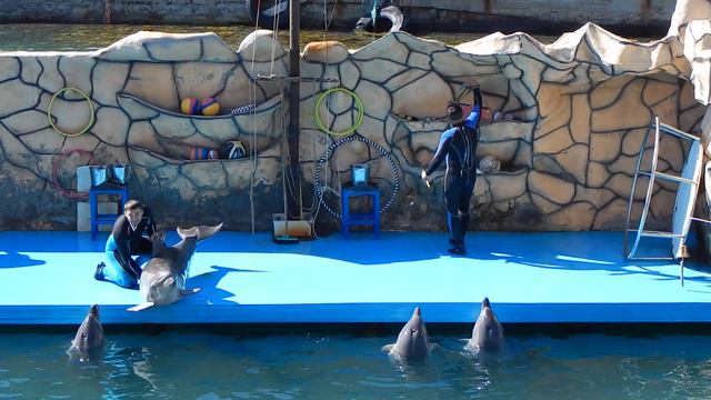 Утришский дельфинарий. Дельфин рисует. смотреть онлайн