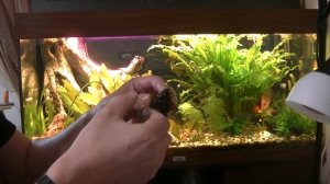 Переход аквариума с водопровода на осмос. Сосновая шишка для мха.
