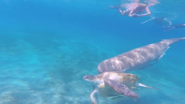 Дюгонь атакует черепаху (Dugong is attacking a turtle) смотреть онлайн