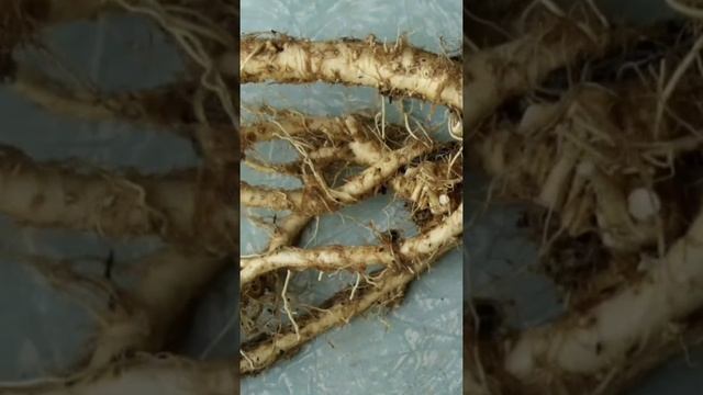 Виртуозное Играть на Инструменте