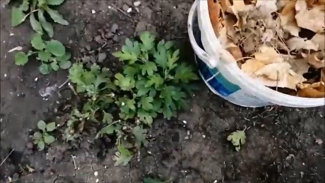 Как укрыть хризантемы назиму в открытом грунте. смотреть онлайн