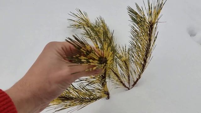 Pinus densiflora 'oculus draconis' Сосна Окулус Драконис смотреть онлайн